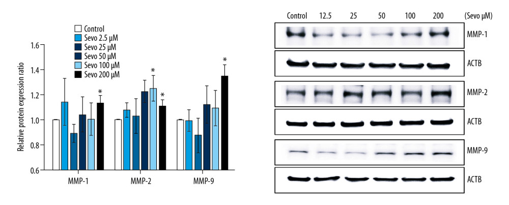 Protein expression of MMP. The variables are presented as mean±SEM (n=6 per each group). Sevo – sevoflurane; MMP – matrix metalloproteinase; ACTB – β-actin. * P<0.05 compared with the control.