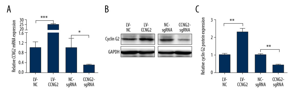 Effects of CCNG2 overexpression and knockdown in HTR8/SVneo cells. (A) qRT-PCR assays of relative CCNG2 mRNA expression showing its overexpression and knockdown in HTR8/SVneo cells. (B) Western blot assays of relative levels of CCNG2 protein showing its overexpression and knockdown in HTR8/SVneo cells. (C) Densitometric quantification of western blot results using ImageJ software. Each experiment was independently performed 3 times. * P<0.05, ** P<0.01, and *** P<0.001 vs. control.