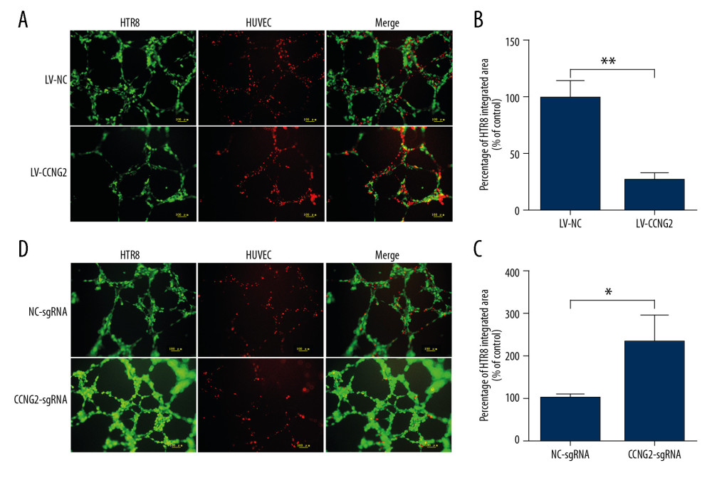 CCNG2 decreases the capacity of HTR8/SVneo cells to integrate into HUVECs. (A, C) Fluorescent images showing the 24-h co-culture of HUVECs with HTR8/SVneo cells overexpressing CCNG2 (A) and HTR8/SVneo cells with CCNG2 silencing (C). The left images show the cellular networks formed by green-stained HTR8/SVneo cells. The middle images show the cellular networks formed by red-stained HUVECs. The right images show the merged images. Original magnification×100. (B, D) Statistical analyses of the integration into HUVECs of HTR8/SVneo cells overexpressing CCNG2 (B) and HTR8/SVneo cells with CCNG2 silencing (D), as determined using ImageJ software. Each experiment was independently performed 3 times.* P<0.05 and ** P<0.01 vs. control.
