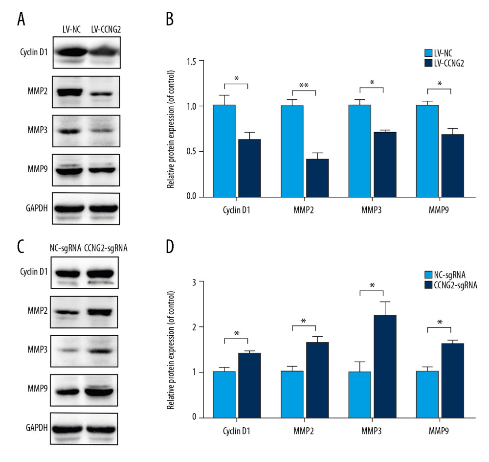 CCNG2 reduces the expression of cyclin D1, MMP2, MMP3, and MMP9. (A) Western blots showing the expression of cyclin D1, MMP2, MMP3, MMP9, and GAPDH in HTR8/SVneo cells overexpressing CCNG2. (B) Densitometric analysis of the results in A using ImageJ software. (C) Western blots showing the expression of cyclin D1, MMP2, MMP3, MMP9, and GAPDH in HTR8/SVneo cells with CCNG2 silencing. (D) Densitometric analysis of the results in C using ImageJ software. Each experiment was independently performed 3 times. * P<0.05 and ** P<0.01 vs. control.