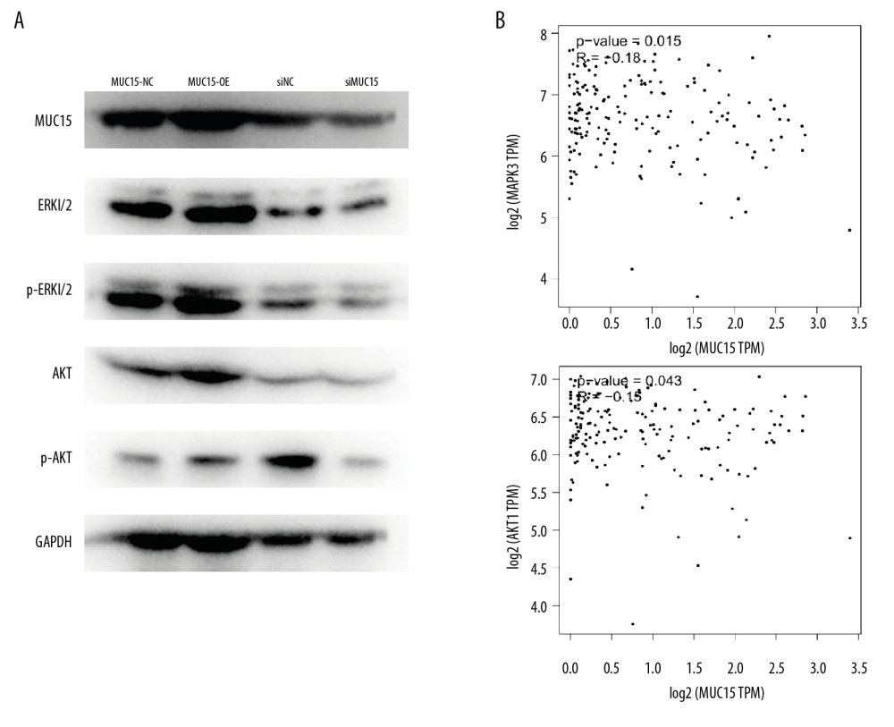 MUC15 activated ERK and AKT signaling pathways in pancreatic cancer cells. (A) The key components in ERK and AKT signaling pathway were evaluated by western blot. (B) The expression level between MUC15 and MAPK3(ERK1) or AKT was positively correlated in PDAC as shown using GEPIA.