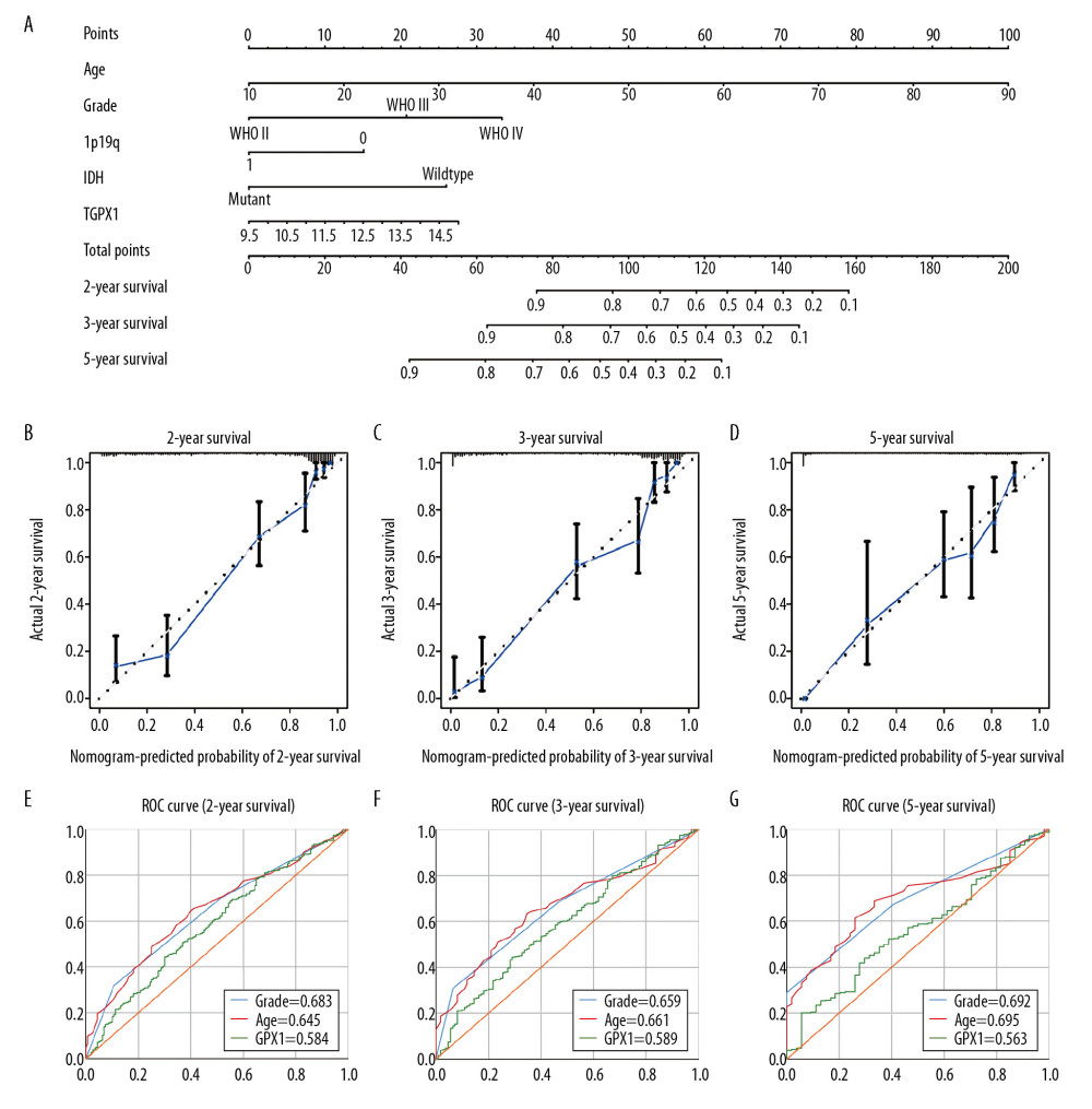 Construction and assessment of nomogram for predicting patients’ overall survival. Nomogram based on the clinical characteristics and glutathione peroxidase 1 expression for predicting patient survival (A). The calibration curve for predicting patient survival at 2 years (B), 3 years (C), and 5 years (D). The predictive efficiency of risk score, World Health Organization grade, and age showed by the receiver operating characteristic curves based on 2-, 3-, and 5-year survival rates (E–G).