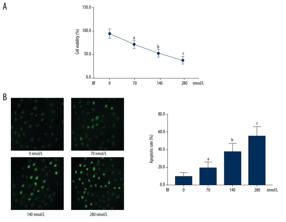(A) Viabilities of cultured neurons were determined by MTT. The line chart demonstrates the cell viabilities of neurons incubated with Bf at concentrations of 0, 70, 140, and 280 nmol/L. (B) TUNEL assay was used to evaluate apoptosis. The TUNEL-positive neurons were tagged with green fluorescence and are demonstrated in the captured fluorescent images. Columns indicate the apoptotic rate of neurons incubated with Bf at concentrations of 0, 70, 140, and 280 nmol/L. [n=10; a difference was significant when compared with neurons incubated with control; b difference was significant when compared with neurons incubated with Bf at 70 nmol/L; c difference was significant when compared with neurons incubated with Bf at 140 nmol/L].
