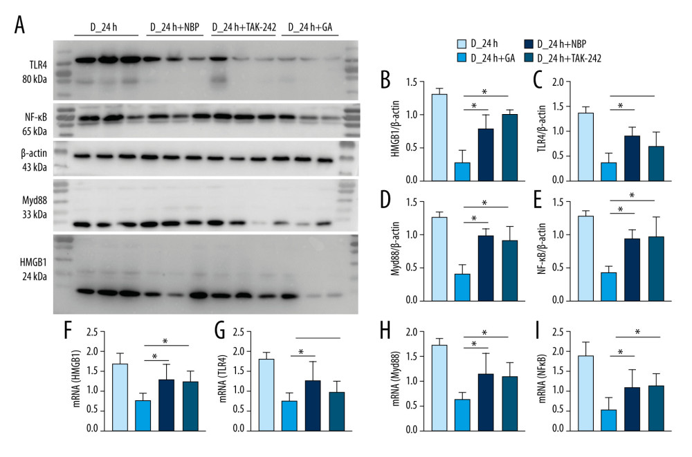 GA had more potent anti-inflammatory effects on HMGB1/TLR4-Myd88/NF-κB signaling than TAK-242 and NBP. (A) Western blotting showing expression of HMGB1, TLR4, Myd88, and NF-κB in groups of mice. (B–E) Quantitation of HMGB1 (B), TLR4 (C), Myd88 (D), and NF-κB (E) proteins. (F–I) Quantitation of HMGB1 (F), TLR4 (G), Myd88 (H), and NF-κB (I) mRNAs. The 2 ends of each horizontal line are the 2 groups being compared. * p<0.05.