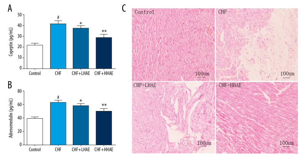 The effects of HAE on serum copeptin (A), adrenomedullin (B) levels, and histopathological changes in heart tissues (C) of rats in doxorubicin-induced CHF. Heart tissues were examined by hematoxylin and eosin staining using light microscopy (×100). Scale bar=100 μm. Results are expressed as the means±SD (n=8). # P<0.01 versus the control group; * P<0.05 and ** P<0.01 versus the CHF group. CHF – chronic heart failure; HAE – alcohol extract of hawthorn (Crataegus pinnatifida) fruit.