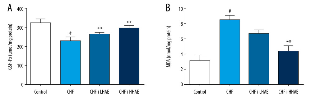 Effects of HAE on heart tissue levels of GSH-Px (A) and MDA (B) in doxorubicin-induced CHF in rats. Results are expressed as the means±SD (n=8). # P<0.01 versus the control group; * P<0.05 and ** P<0.01 versus the CHF group. CHF – chronic heart failure; GSH-Px – glutathione peroxidase; HAE – alcohol extract of hawthorn (Crataegus pinnatifida) fruit; MDA – malondialdehyde.