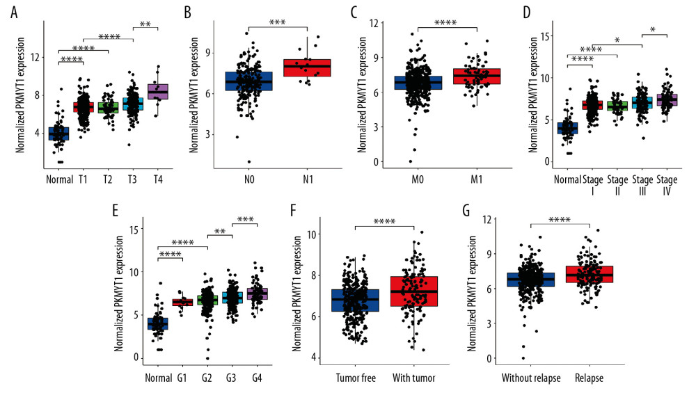 PKMYT1 mRNA expression is significantly correlated with diversiform clinical variables in ccRCC cases from the TCGA database. PKMYT1 in individuals with ccRCC stratified by (A) T classification, (B) N classification, (C) M classification, (D) TNM stage, (E) histologic grade, (F) tumor status, and (G) the status of relapse. ccRCC – clear cell renal cell carcinoma; TCGA – The Cancer Genome Atlas; TNM – tumor, node, metastasis.