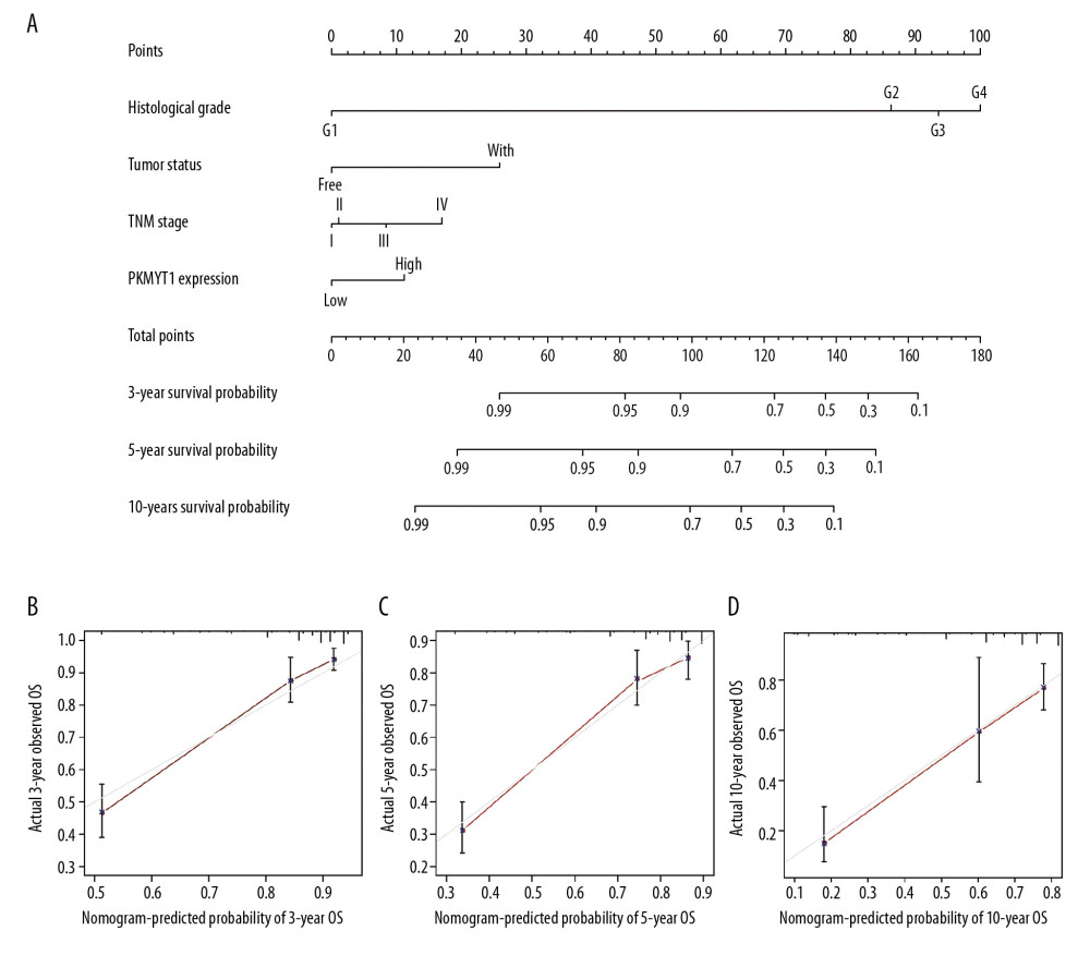Nomogram model incorporating PKMYT1 mRNA expression and significant clinical variables to predict OS of ccRCC. (A) Nomogram for predicting the 3-, 5-, and 10-year OS of patients with ccRCC from the TCGA database. The calibration curves of OS at (B) 3, (C) 5, and (D) 10 years for ccRCC. OS – overall survival; ccRCC – clear cell renal cell carcinoma; TCGA – The Cancer Genome Atlas.