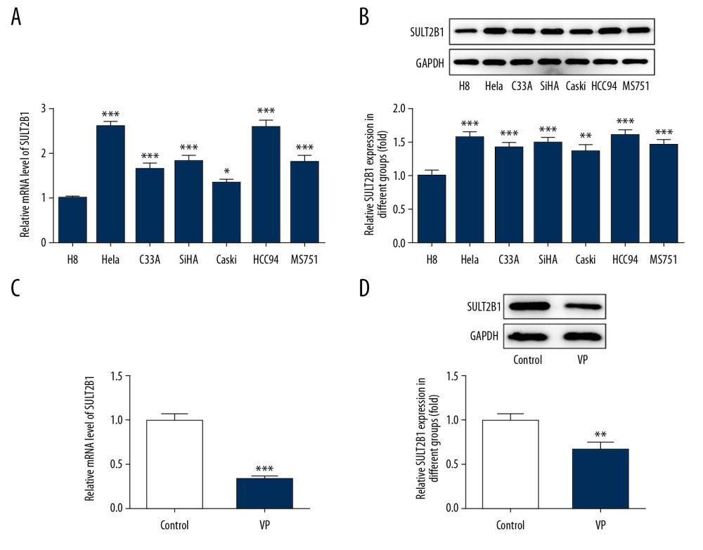Verteporfin (VP) suppressed the SULT2B1 expression in cervical cancer cells. (A) The mRNA expression of SULT2B1 in normal cervical cells and cervical cancer cells was detected by RT-qPCR analysis. * P<0.05 and *** P<0.001 vs. H8 group. (B) The protein expression of SULT2B1 in normal cervical cells and cervical cancer cells was detected by western blot analysis. ** P<0.01 and *** P<0.001 vs. H8 group. (C) The mRNA expression of SULT2B1 in HeLa cells treated with 5 μM VP was detected by RT-qPCR analysis. *** P<0.001 vs. Control group. (D) The protein expression of SULT2B1 in HeLa cells treated with 5 μM VP was detected by western blot analysis. ** P<0.01 vs. Control group.