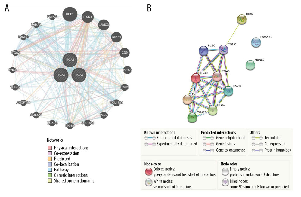 (A) The network of gene-level correlation for ITGA3, ITGA5, and ITGA6 and the 20 most frequent neighboring genes (GeneMANIA). (B) The protein-protein interaction relationship of these 3 genes and neighboring genes (STRING).