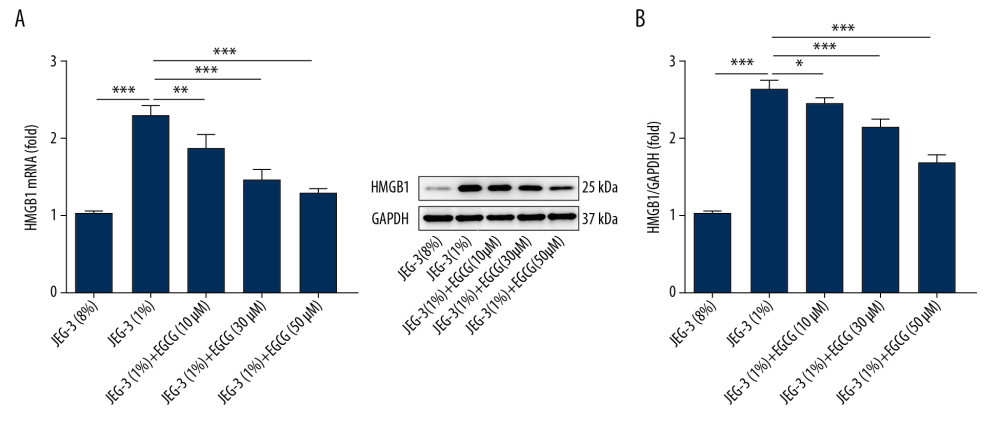 EGCG inhibited HMGB1 expression in hypoxic trophoblast cells. (A) HMGB1 mRNA levels determined by RT-qPCR; (B) HMGB1 protein levels determined by western blot assay. * p<0.05, ** p<0.01, *** p<0.001.