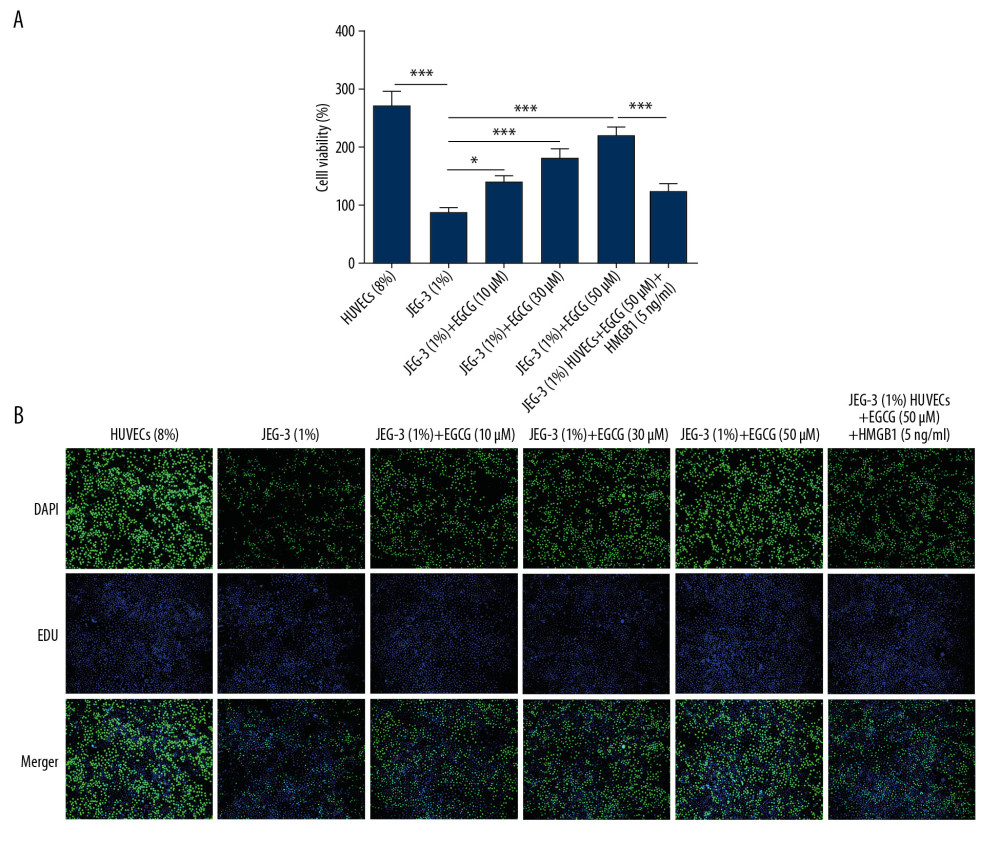 EGCG dose-dependently promoted cell proliferation by downregulating HMGB1. (A) Cell proliferation assessed using CCK-8 assay. (B) Cell proliferation assessed using BrdU incorporation assay. * p<0.05, *** p<0.001.