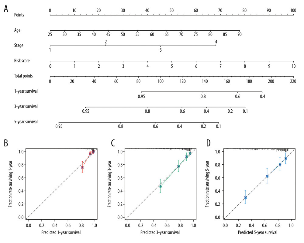 Nomogram plot and associated calibration curve containing risk score, age, and stage developed for patients with clear cell renal cell carcinoma (ccRCC). (A) Nomograms for predicting 1-, 3-, and 5-year survival of patients with ccRCC. (B–D) Calibration curves for the nomograms that document agreement between predicted and observed 1-, 3-, and 5-year outcomes. The dotted line represents 100% accurate prediction; the red, green, and blue lines represent real-life performance.