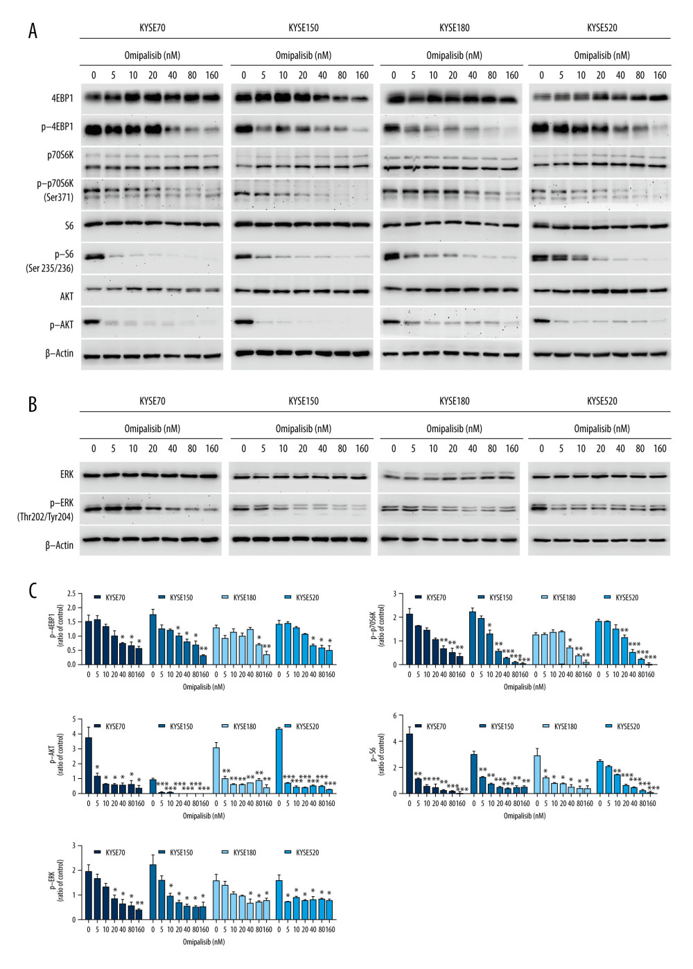 Omipalisib decreased phosphorylation of proteins in mTOR and ERK signaling pathway. (A) Esophageal squamous cell carcinoma (ESCC) cells were treated with the various concentrations of omipalisib for 24 hours. The protein expression levels of 4EBP1, p-4EBP1, p70S6K, p-p70S6k, S6, p-S6, AKT, and p-AKT were identified by Western blot analysis. (B) ERK and p-ERK protein levels in the 4 ESCC cell lines treated with omipalisib at the indicated concentrations for 24 hours. (C) Density analysis of protein bands performed with ImageJ software. Plot is the average of 3 independent experiments. (* P<0.05, ** P<0.01, *** P<0.001).