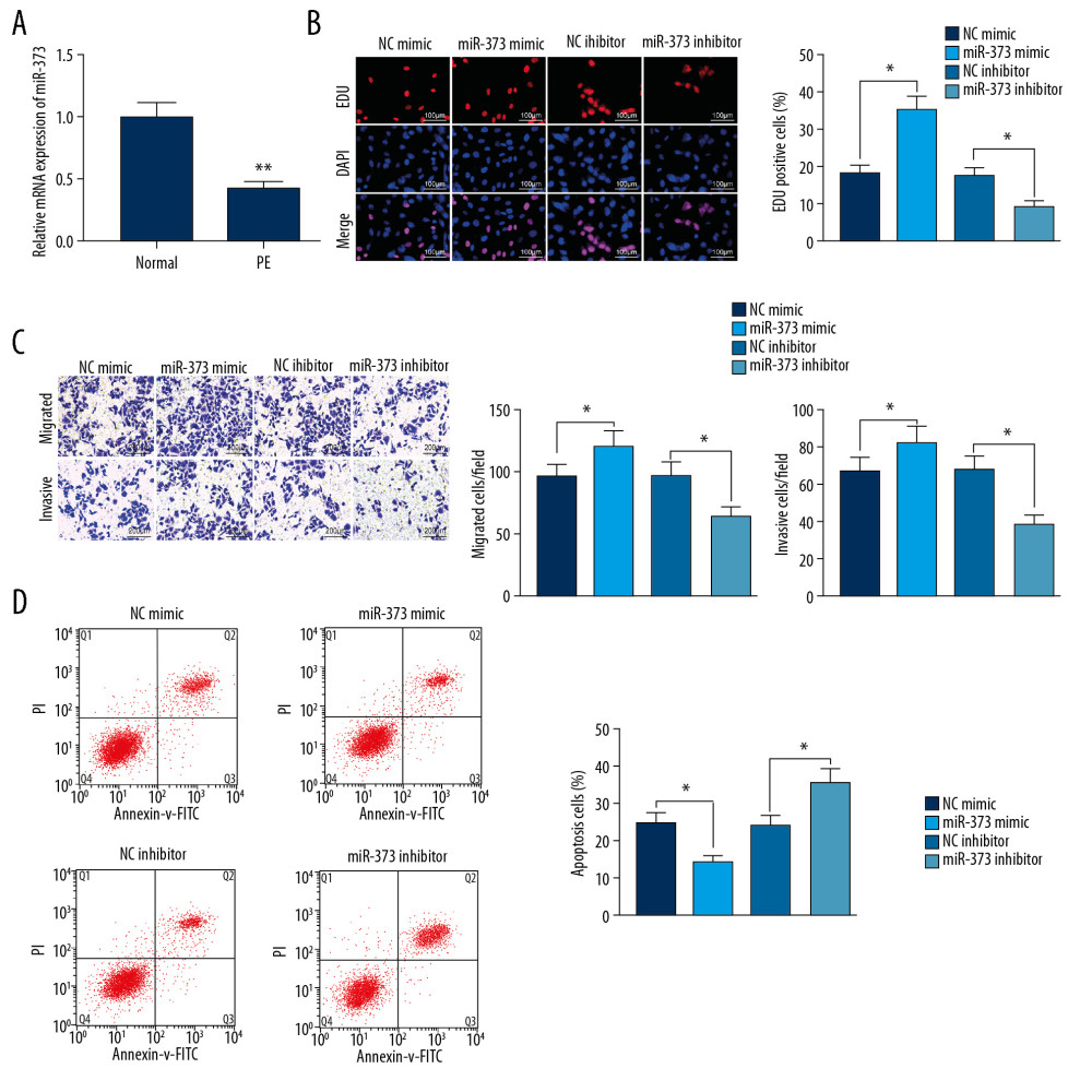 miR-373 enhances trophoblast cell migration and invasion. (A) RT-qPCR measurements of miR-373 expression in placentas of PE and control rats (** p<0.01 by unpaired t test); (B) EdU positivity in trophoblast cells transfected with miR-373 mimic/inhibitor or controls (* p<0.05 by 1-way ANOVA); (C) invasion and migration ability of cells, as measured by Transwell assays (* p<0.05 by 1-way ANOVA); (D) cell apoptosis measured by flow cytometry (* p<0.05 by 1-way ANOVA). Each figure represents the average of 3 replicates.