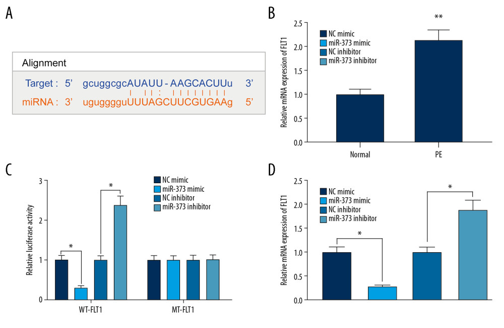miR-373 directly targets FLT1. (A) Binding sites between miR-373 and FLT1; (B) FLT1 mRNA expression in placentas of PE and control rats evaluated by RT-qPCR (** p<0.01 by unpaired t test); (C) relative luciferase activity in cells co-transfected with miR-373 mimic or miR-373 inhibitor and FLT1-WT-3′UTR or FLT1-MT-3′UTR (* p<0.05 by 2-way ANOVA); (D) FLT1 mRNA expression measured in cells transfected with miR-373 mimic or inhibitor by RT-qPCR (* p<0.05 by 1-way ANOVA). Each figure represents the average of 3 replicates.