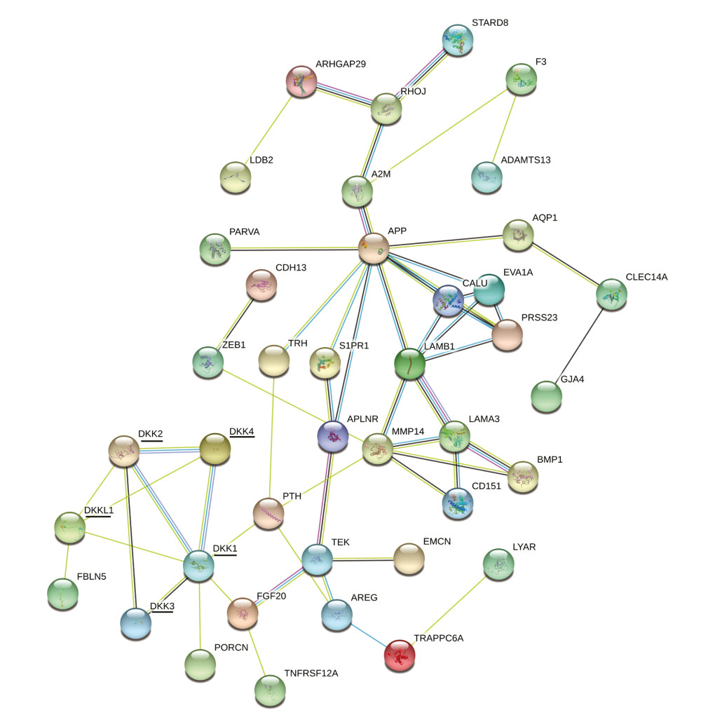 PPI network of all DKKs and their similar genes. PPI – protein–protein interaction; DKK – Dickkopf Wnt signaling pathway inhibitor; HNSCC – head and neck squamous cell carcinoma.