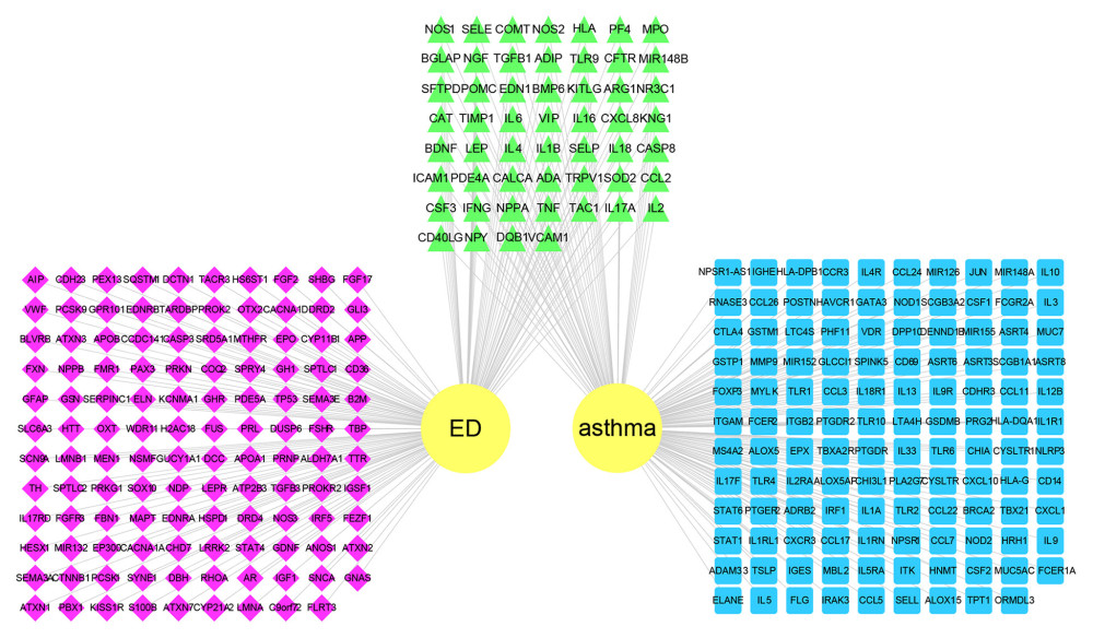 Network construction for asthma-erectile dysfunction (ED). Asthma (yellow circle)-ED (yellow circle)-asthma individual targets (blue square)-ED individual targets (purple diamond)-intersecting targets (green triangle).