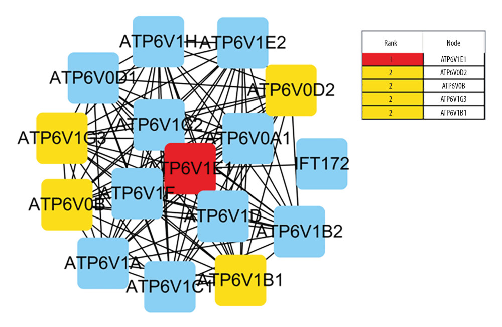 Identified the hub gene by Cytohubba. In the network, ATPTV1E1, ATPTV1E10V1, ATP6V0B, ATP6V1G3, and ATP6V1B1 were calculated as the top 5 hub genes.