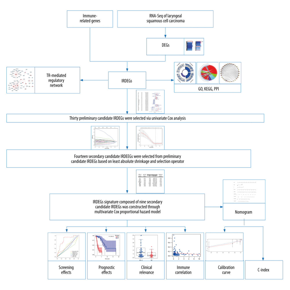 The main processes of this study. DEGs – differentially expressed genes; IRDEGs – immune-related differentially expressed genes; GO – Gene Ontology; KEGG – Kyoto Encyclopedia of Genes and Genomes; PPI – protein–protein interaction; TR – transcriptional regulator; C-index – concordance index.