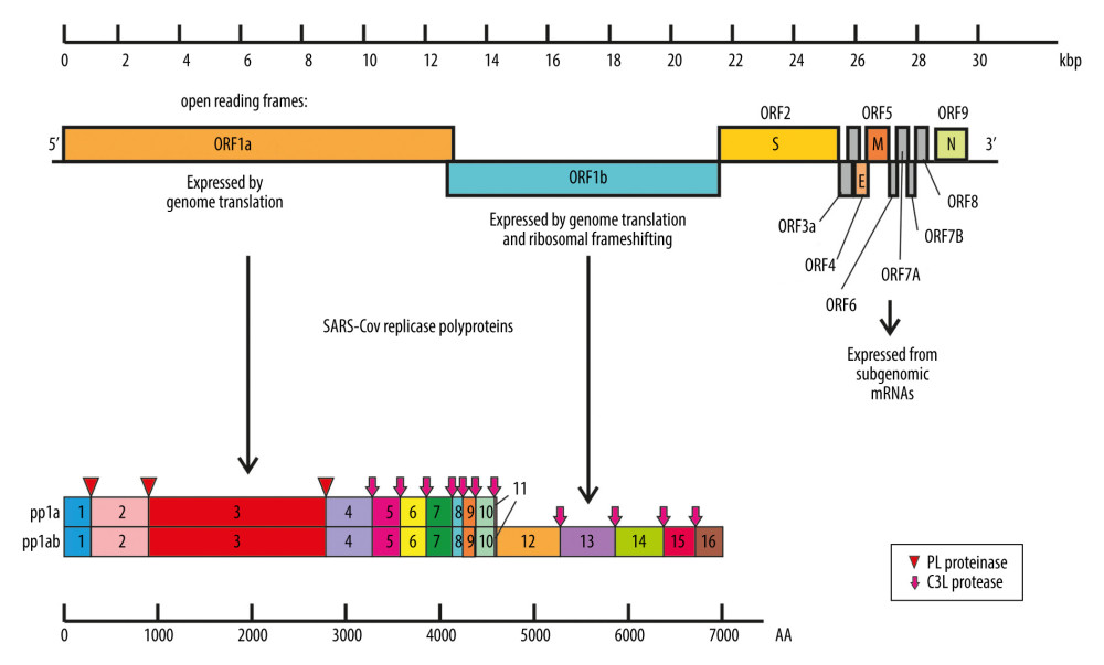 Coronaviruses genome organization. Localized from the 5′ end, there are 2 open reading frames (ORF) – ORF1a and ORF1b – which encode polyproteins pp1a and pp1ab that are sequentially cleaved to release 16 or sometimes 15 functional nonstructural proteins constituting the replication-transcription complex (RTC). ORFs localized by the 3′ end encode structural and regulatory proteins: spike (S), ORF3A, envelope (E), membrane (M), ORF5, ORF6, ORF7A, ORF7B, ORF8, and nucleocapsid (N). The bottom panel shows the proteolytic processing of the pp1a and pp1ab polyproteins. The numbers of polyproteins pp1a and pp1ab segments correspond to nonstructural proteins: 3 – PLpro, papain-like proteinase; 5–3CLpro, 3C-like protease; 12 – RdRp, RNA-dependent RNA polymerase; 13 – HEL1, superfamily 1 helicase; 14 – ExoN, exoribonuclease, N7-MT, N7-methyl transferase; 15 – endoU, uridylate-specific endoribonuclease; and 16–2′-O-MT, 2′-O-methyl transferase. Functions of remaining nonstructural proteins are described in Table 1.