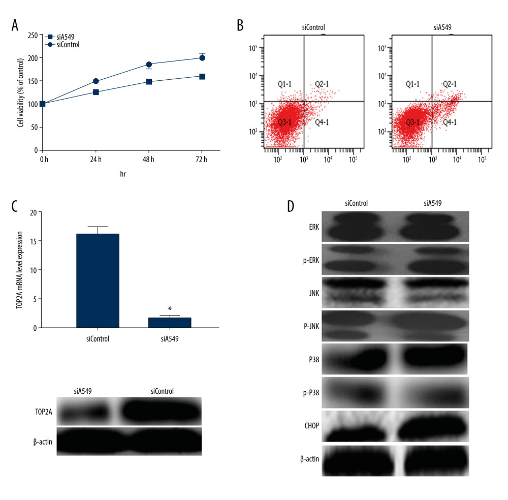 Measurement of relevant indexes after low expression of TOP2A in A549 cells. (A) Cell viability detection by MTT assay. Cell viability of siA549 was significantly lower than that of siControl (* P<0.01). (B) Cell apoptosis detection by flow cytometry. Cell apoptosis of siA549 was obviously higher than that of siControl (* P<0.01). (C) Detection of TOP2A mRNA and protein expressions in siA549 and siControl cells by RT-PCR and Western blot. (D) Detection of proteins related to ERK/JNK/p-P38/CHOP signaling pathway using Western blot.