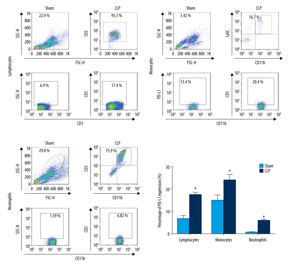 Anti-programmed death-ligand 1 (PD-L1) expression is upregulated in peripheral lymphocytes, monocytes, and neutrophils from septic mice with PD-L1 humanization at 24 h after cecal ligation and puncture (CLP) surgery. Data shown as mean±standard deviation (SD) (n=6 per group). P<0.05 vs. sham group. CLP – cecal ligation and puncture.