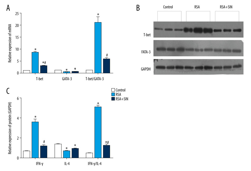 Effect of SIN on expressions of T-bet and GATA-3 in decidual and placental tissues of RSA mice. (A) The mRNA levels of T-bet and GATA-3 were examined using RT-qPCR and the T-bet/GATA-3 ratio was calculated. (B) The protein expression levels of T-bet and GATA-3 were detected by western blot analysis. Experiments were performed in 3 independent replicates with essentially identical results, and representative results are shown. (C) Densitometer analysis results for T-bet, GATA-3, and T-bet/GATA-3 ratio. Data are presented as mean±SEM. * P<0.05, compared with Control group; # P<0.05, compared with RSA group.