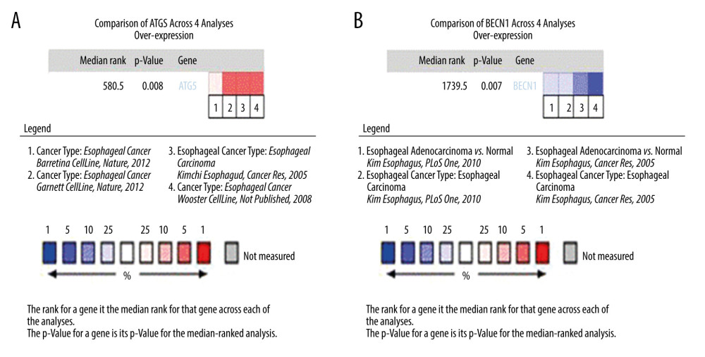 Expression analysis of esophageal adenocarcinoma (EAC) adverse prognostic factors based on the Oncomine database. (A) ATG5 and (B) BECN1 expression levels in EAC. The intensity of gene expression is indexed with the color bar, and the median rank is used to demonstrate the gene rank in each analysis.