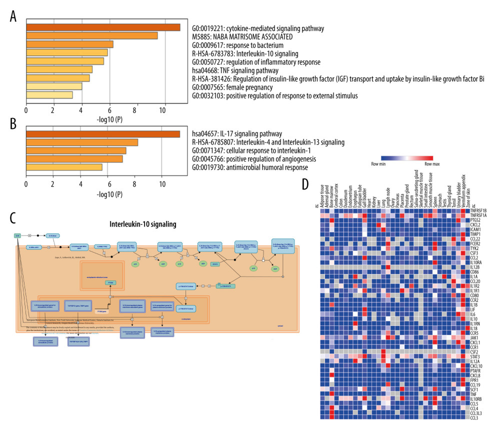 Metascape enrichment analysis of the top 2 modules and reactome pathway enrichment analysis for hub gene modules. (A) Metascape analysis of the CCL20 modules. (B) Metascape analysis of the CXCL8 modules. (C) Interleukin (IL)-10 signaling pathway. (D) Heat map of the expression of all proteins involved in the IL-10 signaling pathway in the human body.