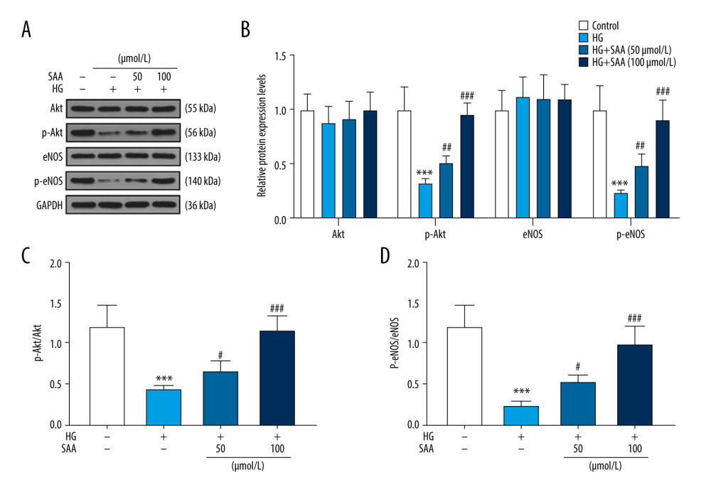 Effect of salvianic acid A (SAA) at different concentrations on the expression level of Akt/eNOS pathway was detected by western blotting. (A, B) Western blotting was performed to detect the protein levels of Akt, p-Akt, eNOS, and p-eNOS. *** P<0.001 compared to the control group. ## P<0.01 compared to the high-glucose (HG) group. (C) The ratio of p-Akt/Akt. *** P<0.001 compared to the control group. # P<0.05 compared to the HG group. (D) The ratio of p-eNOS/eNOS. *** P<0.001 compared to the control group. # P<0.05 compared to the HG group. The cells were divided into 4 groups: control group (5.5 mmol/L glucose and 25 mmol/L mannitol), HG group (30 mmol/L glucose), HG+50 group (cells were pretreated with 50 μmol/L SAA for 24 h and then cultured with 30 mmol/L glucose for 24 h) and HG+100 group (cells were pretreated with 100 μmol/L SAA for 24 h and then cultured with 30 mmol/L glucose for 24 h).