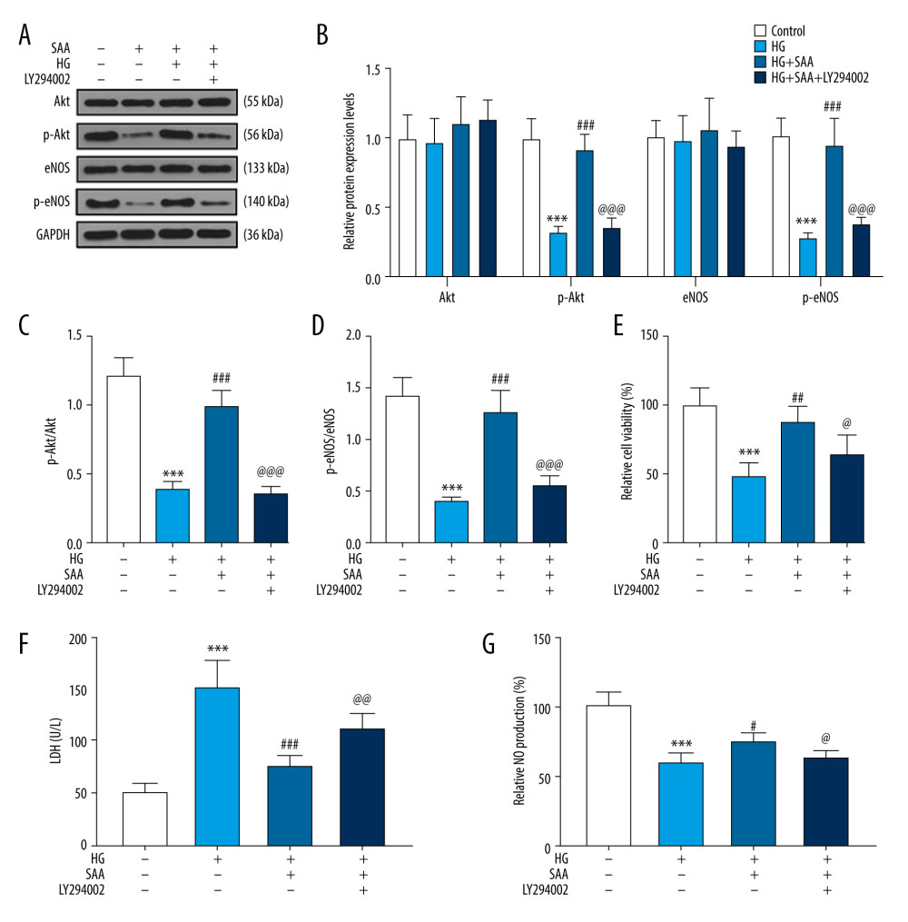 Effects of combined salvianic acid A (SAA) (100 μmol/L) and phosphoinositide 3-kinase (PI3K) inhibitor on the expressions of Akt/endothelial nitric oxide synthase (eNOS) pathway-related proteins, cell viability, lactated dehydrogenase (LDH) and nitric oxide (NO) production in high-glucose (HG)-treated EPCs. (A, B) the expression of Akt/eNOS pathway-related proteins was measured by western blotting. *** P<0.001 compared to the control group. ### P<0.001 compared to the HG group. @@@ P<0.001 compared to the HG+SAA group. (C) The ratio of phosphorylated (p)-Akt/Akt. *** P<0.001 compared to the control group. ### P<0.001 compared to the HG group. @@@ P<0.001 compared to the HG+SAA group. (D) The ratio of phosphorylated (p)-eNOS/eNOS. *** P<0.001 compared to the control group. ### P<0.001 compared to the HG group. @@@ P<0.001 compared to the HG+SAA group. (E) Detection of cell viability after pretreatment with SAA and PI3K inhibitor. *** P<0.001 compared to the control group. ## P<0.01 compared to the HG group. @ P<0.05 compared to the HG+SAA group. (F) The levels of LDH after pretreatment with SAA and PI3K inhibitor. *** P<0.001 compared to the control group. ### P<0.001 compared to the HG group. @@ P<0.01 compared to the HG+SAA group. (G) The level of NO production after pretreatment with SAA and PI3K inhibitor. *** P<0.001 compared to the control group. # P<0.05 compared to the HG group. @ P<0.05 compared to the HG+SAA group. The cells were divided into 4 groups: control group (5.5 mmol/L glucose and 25 mmol/L mannitol), HG group (30 mmol/L glucose), HG+SAA group (cells were pretreated with 100 μmol/L SAA for 24 h and then cultured by 30 mmol/L glucose for 24 h) and HG+SAA+LY294002 group (cells were pretreated with 100 μmol/L SAA for 24 h and LY294002 for 1 h and then cultured with 30 mmol/L glucose for 24 h).