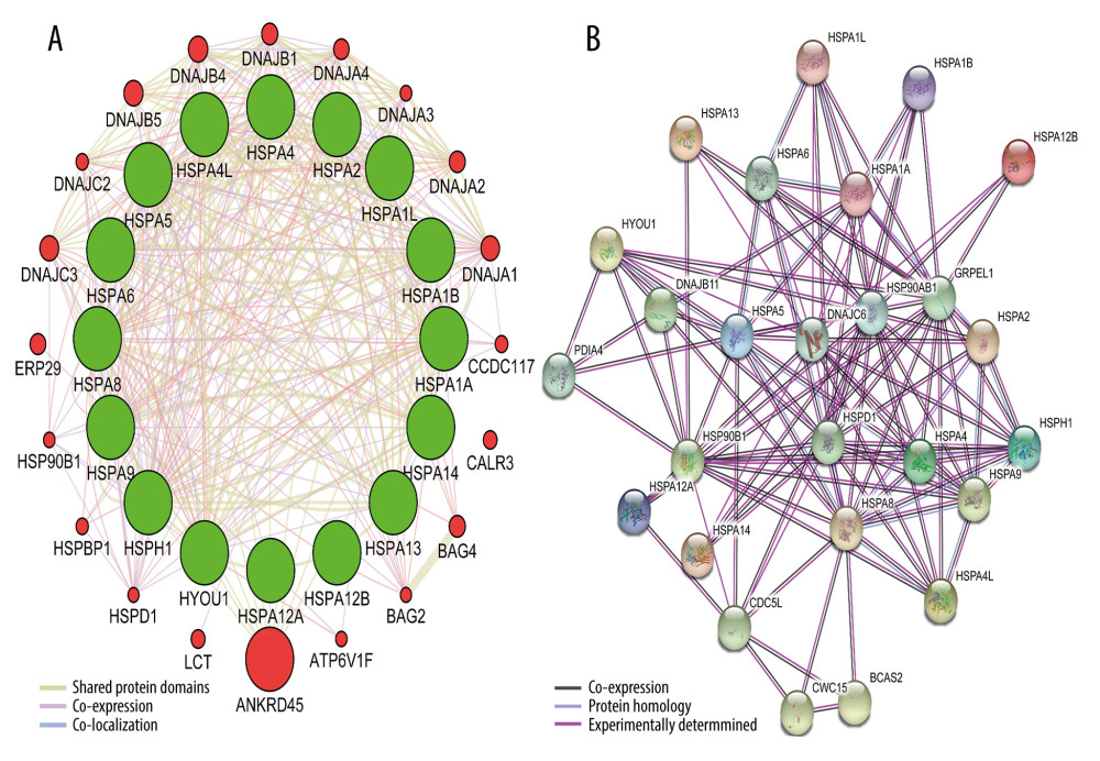 Gene-gene and protein–protein interaction network for Hsp70 gene family. (A) Gene-gene interaction network; (B) Protein–protein interaction network.