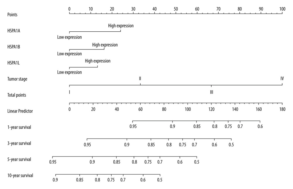 A nomogram model was performed to analyze the prognosis correlation of HSPA1A, HSPA1B, HSPA1L and tumor stage in CRC. The points of each variable were calculated at the top of the nomogram. A vertical line down to the 1-, 3-, 5-, and 10-year survival lines allowed for the determination of survival probabilities.