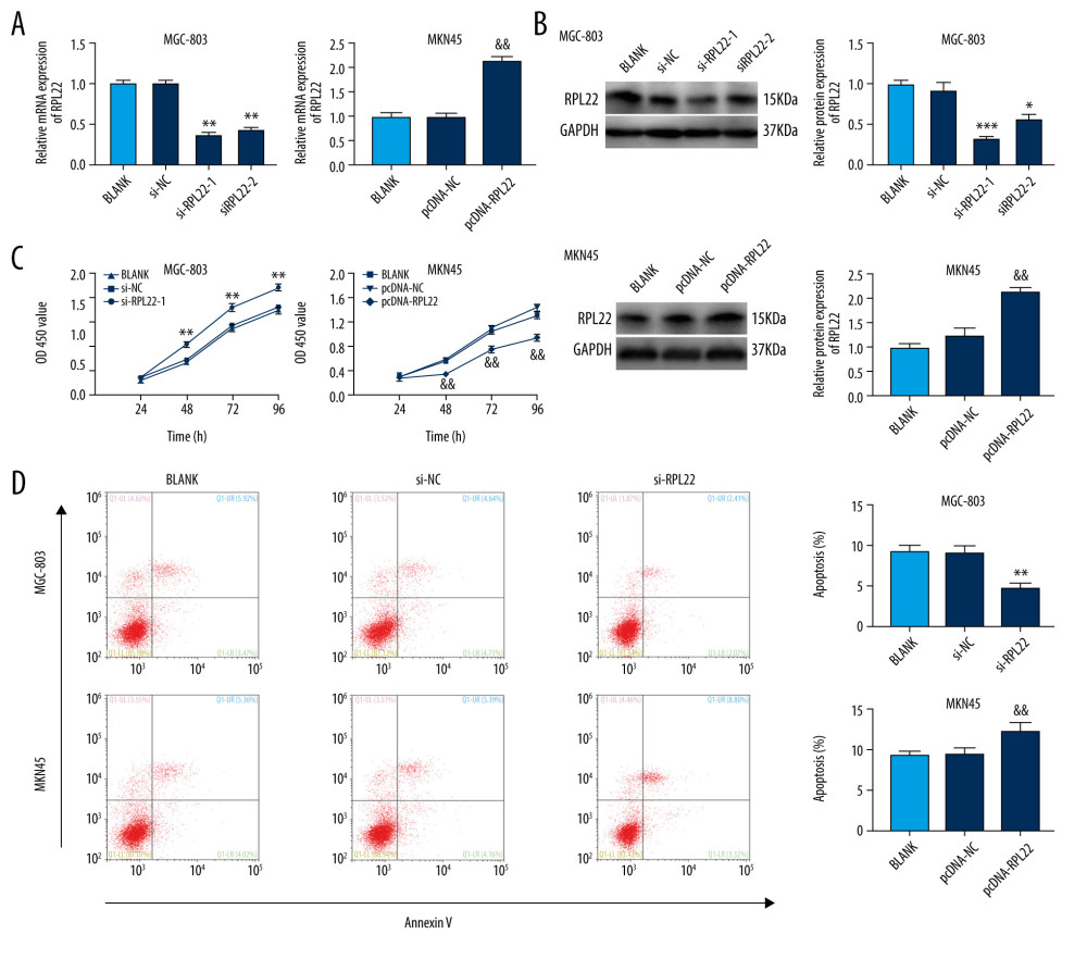 Ribosomal protein L22 (RPL22) influences the proliferation and apoptosis of gastric cancer cells.(A) The mRNA expression of RPL22 in MKN-45 and MGC-803 cells was detected by a quantitative real-time polymerase chain reaction. (B) The protein expression of RPL22 in MKN-45 and MGC-803 cells was detected by a western blot. (C) The optical density value of the MKN-45 and MGC-803 cells was detected by a CCK-8 assay. (D) The apoptosis rate of the MKN-45 and MGC-803 cells was detected by a flow cytometry assay. BLANK – cells without transfection; pcDNA-NC – cells transfected with pcDNA negative control; pcDNA-RPL22 – cells transfected with pcDNA-RPL22; si-NC – cells transfected with siRNA negative control; si-RPL22-1 – cells transfected with siRNA-RPL22-1; si-RPL22-2 – cells transfected with siRNA-RPL22-2. (A–D) * P<0.05, ** P<0.01, *** P<0.001 vs BLANK; && P<0.01 vs BLANK.