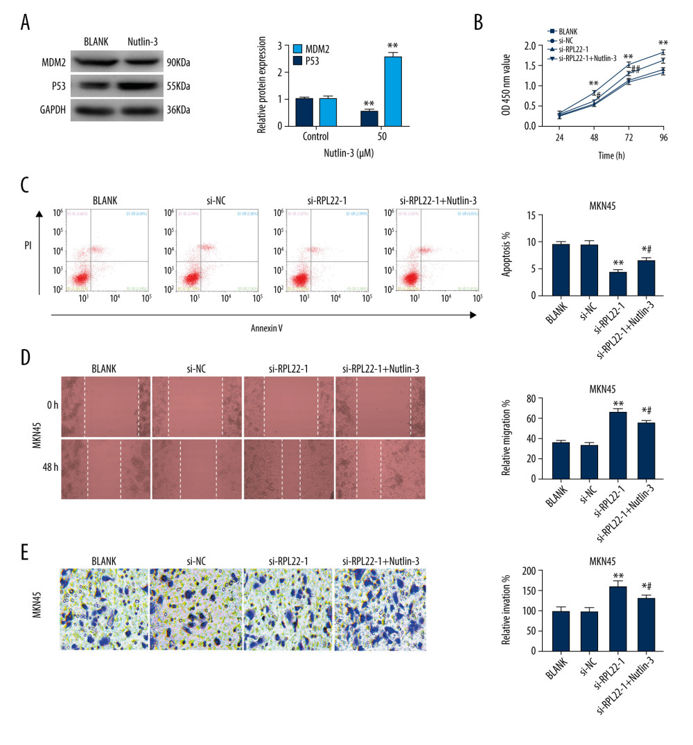 Ribosomal protein L22 (RPL22) inhibits the proliferation, migration, and invasion of MKN-45 cells through regulation of MDM2-p53 signaling. (A) The protein expression of MDM2 and p53 in MKN-45 cells was detected by a western blot.(B) The optic density (OD450) value of the MKN-45 cells was detected by a CCK-8 assay. (C) The apoptosis rate of the MKN-45 cells was detected by a flow cytometry assay. (D) The relative migration of the MKN-45 cells was detected by a wound healing assay. (E) The relative invasion of the MKN-45 cells was detected by a transwell assay. BLANK – cells without transfection; si-NC – cells transfected with siRNA negative control; si-RPL22-1 – cells transfected with siRNA-RPL22-1; si-RPL22-1+nutlin-3 – cells transfected with siRNA-RPL22-1 and nutlin-3. (A) ** P<0.01 vs control; (B–E) ** P<0.01 vs BLANK; # P<0.05, ## P<0.01 vs si-RPL22-1.