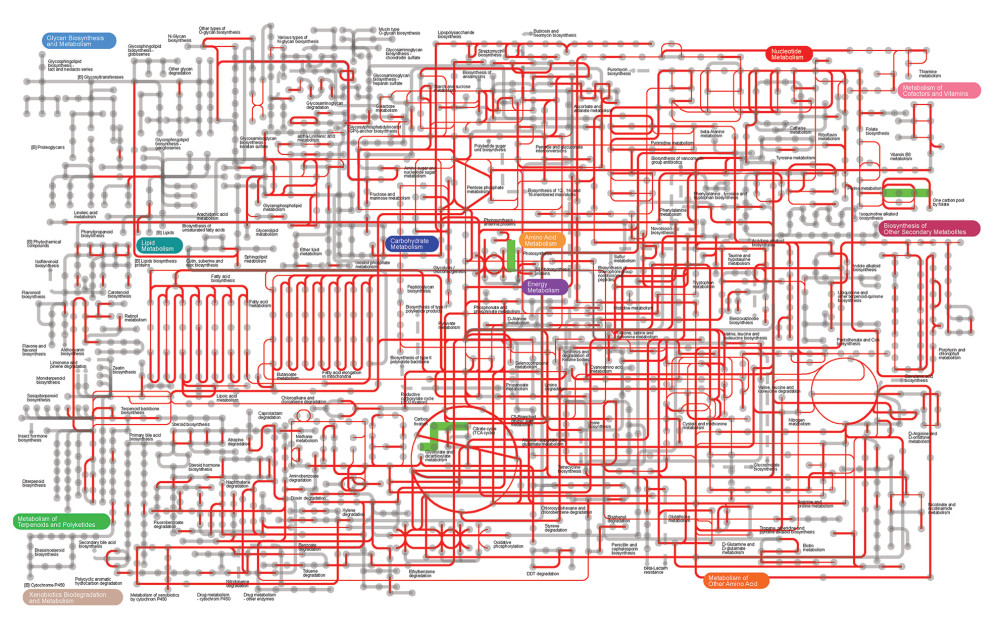 Metabolic pathway prediction between N-day10 and A-day10 groups based on KOs. Red lines are the same metabolic pathway of 2 groups, and Green lines are the metabolic pathway with significant differences of 2 groups (P<0.05). KOs – Kyoto Encyclopedia of Genes and Genomes Orthologous Groups; N – the N group (No-probiotics and No-antibiotics); A – the A group (antibiotics). Day10 – Ten days after birth.