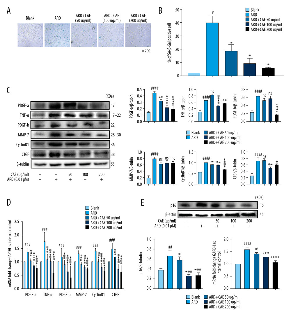 Citrus alkaline extracts (CAE) inhibited Adriamycin RD (ARD)-induced aging in A549 cells. (A, B) The analysis of senescence-associated β-galactosidase staining (SA-β-Gal). The SA-β-Gal-positive cells percentages were scored; the mean±SD of data from at least 3 separate experiments are visualized. # P<0.05 vs Blank, * P<0.05 vs ARD. Magnification: ×200. (C) Western blot analysis of PDGF-a, TNF-α, PDGF-b, MMP-7, CyclinD1, and CTGF in A549 cells. Each group was operated in triplicate, and experiments were repeated 3 times. Bar graphs show the relative quantification. # P<0.05, ## P<0.01, ### P<0.001, and #### P<0.0001 vs Blank; * P<0.05, ** P<0.01, *** P<0.001, and **** P<0.0001 vs ARD. (D) Real-time qPCR analysis of genes; relative expression of PDGF-a, TNF-α, PDGF-b, MMP-7, CyclinD1, and CTGF. # P<0.05, ## P<0.01, ### P<0.001, and #### P<0.0001 vs Blank; * P<0.05, ** P<0.01, *** P<0.001, and **** P<0.0001 vs ARD. (E) The analysis of p16 in A549 cells by western blot. Each group was assessed in triplicate, and experiments were repeated 3 times. Bar graphs show the relative quantification, ## P<0.01 vs Blank, ** P<0.01, and *** P<0.001. (F) Real-time qPCR analysis of genes and relative expression of p16. ### P<0.001 vs Blank; ** P<0.01, ***P<0.001, and **** P<0.0001 vs ARD.