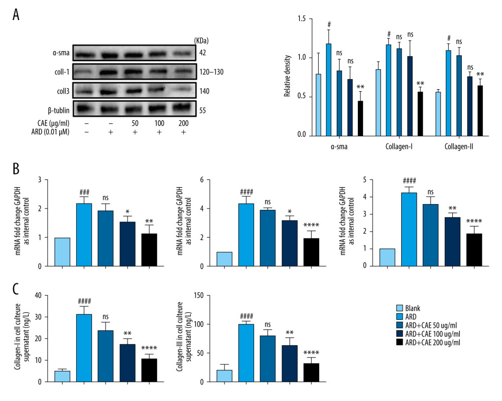 Citrus alkaline extracts (CAE) reduced expression levels of fibrosis markers in MRC-5 cells by inhibiting senescence in A549 cells. (A) An analysis of α-SMA by western blot, collagen I, collagen III in MRC-5 cells. Each group was assessed in triplicate, and experiments were repeated 3 times. Bar graphs show the relative quantification, # P<0.05 vs Blank, ** P<0.01, and ns=not significant vs Adriamycin RD (ARD). (B) Real-time qPCR analysis of genes, and relative expression of α-SMA, collagen I, and collagen III. ### P<0.001, #### P<0.0001 vs Blank, * P<0.05, ** P<0.01, **** P<0.0001, and ns=no significant vs ARD. (C) Determination of transforming collagen I and collagen III in the cell culture supernatant. The data are shown as mean±SD. #### P<0.0001 vs Blank; ns=no significant ** P<0.01 and **** P<0.0001 vs ARD.