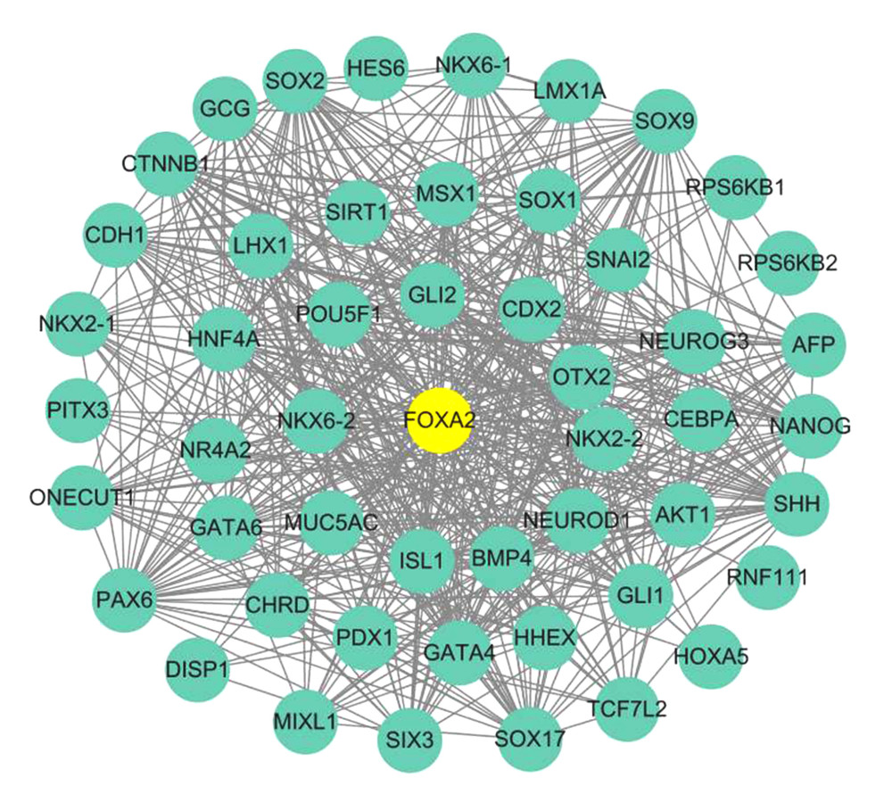 Protein–protein interaction network (PPI) for FOXA2 and correlated proteins.