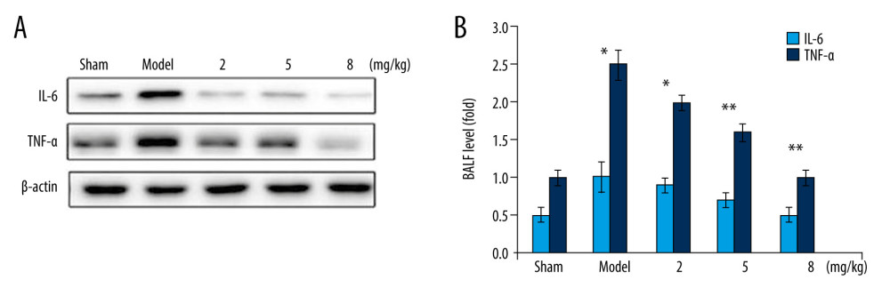 Betulinic acid inhibits PM2.5-mediated production of TNF-α and IL-6 levels in BALF of mice. The PM2.5-exposed mice were treated with 2-, 5-, and 8-mg/kg doses of betulinic acid. The BALF samples were analyzed by (A) western blotting and (B) ELISA assays for TNF-α and IL-6 content. * P<0.05 and ** P<0.02 vs sham group.