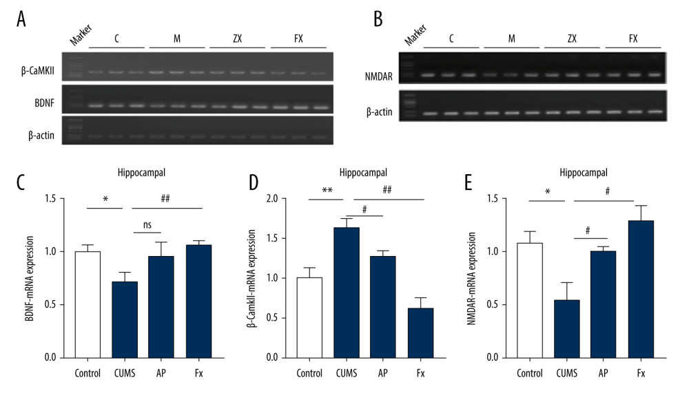 Statistical graph of the expression of β-CaMKII/NMDAR/BDNF mRNA in the hippocampus of rats. (A) Expression of BDNF and β-CaMKII mRNA in the hippocampus by reverse transcription polymerase chain reaction (RT-PCR). (B) Expression of NMDAR mRNA in the hippocampus by RT-PCR. (C) Analysis of BDNF mRNA. (D) Analysis of β-CaMKII mRNA. (E) Analysis of NMDAR mRNA. Compared with the control (Con) group, * P<0.05, ** P<0.01, *** P<0.001; compared with the chronic unpredictable mild stress (CUMS) group, # P<0.05, ## P<0.01, ### P<0.001. Data represent mean±standard error of the mean. AP – acupuncture; BDNF – brain-derived neurotrophic factor; β-CaMKII – β isoform of calcium/calmodulin-dependent protein kinase II; Fx – fluoxetine; NMDAR – N-methyl-d-aspartate receptor.