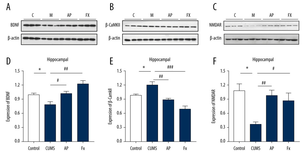 Statistical graph of β-CaMKII/NMDAR/BDNF protein expression in the rat hippocampus. (A) Expression of BDNF proteins in the hippocampus by western blotting. (B) Expression of β-CaMKII proteins in the hippocampus by western blotting. (C) Expression of NMDAR proteins in the hippocampus by western blotting. (D) Analysis of BDNF proteins. (E) Analysis of β-CaMKII proteins. (F) Analysis of NMDAR proteins. Compared with the control (Con) group, * P<0.05, ** P<0.01, *** P<0.001; compared with the chronic unpredictable mild stress (CUMS) group, # P<0.05, ## P<0.01, ### P<0.001. Data represent mean±standard error of the mean. AP – acupuncture; BDNF – brain-derived neurotrophic factor; β-CaMKII – β isoform of calcium/calmodulin-dependent protein kinase II; Fx – fluoxetine; NMDAR – N-methyl-d-aspartate receptor.