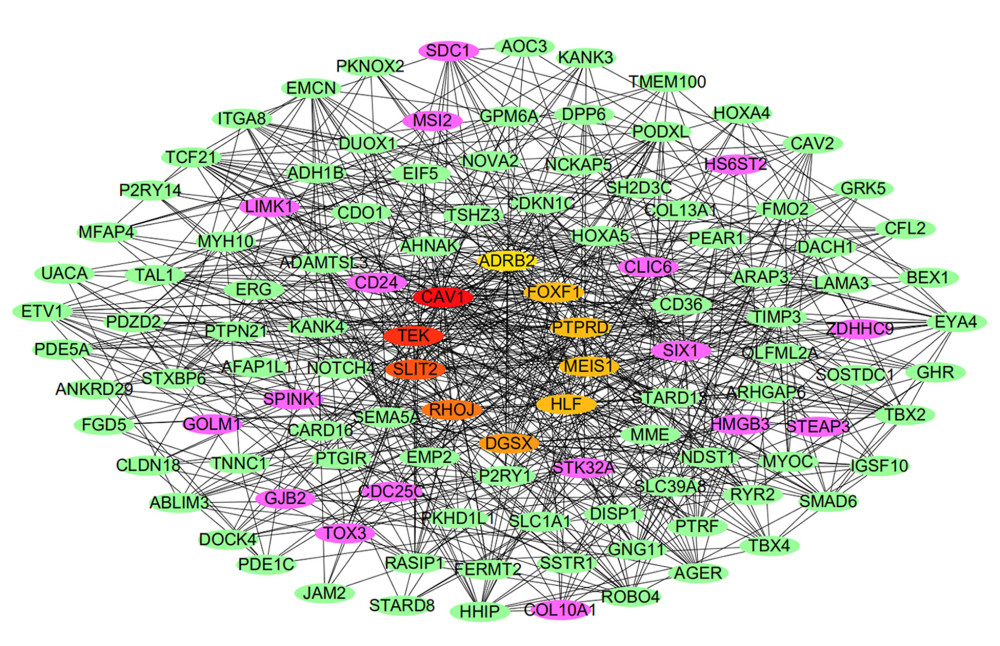 Protein-protein interaction network of the differentially expressed genes (DEGs) constructed with Cytoscape 3.7.2. DEGs shown in purple are upregulated and those in green are downregulated. The 10 hub genes ranked by Degree Centrality, which are located in the middle, are CAV1, TEK, SLIT2, RHOJ, DGSX, FOXF1, HLF, MEIS1, PTPRD, and ADRB2.