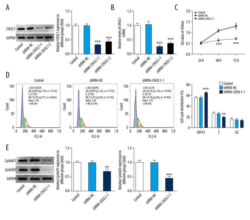 Knockdown of CHI3L1 reduces cell proliferation and cell cycle arrest in vitro. (A) Western blot analysis of CHI3L1 protein expression in SU-DHL-4. (B) RT-PCR analysis of CHI3L1 expression in SU-DHL-4. (C) ShRNA-CHI3L1-1 cells, ShRNA-NC cells, and the control cells were seeded into a 96-well plate. Cells were treated with CCK8, and the CCK8 absorbance value was measured 24 h, 48 h, and 72 h after cell seeding. (D) The effects of ShRNA-CHI3L1-1 on SU-DHL-4 cell proliferation were measured by CCK8 assay. (E) Western blot analysis of cyclinD1 and cyclinD2 expression in SU-DHL-4. Data are presented as mean±SD. Results shown here are the representative of 3 independent experiments. ** p<0.01, *** p<0.005 vs Control.