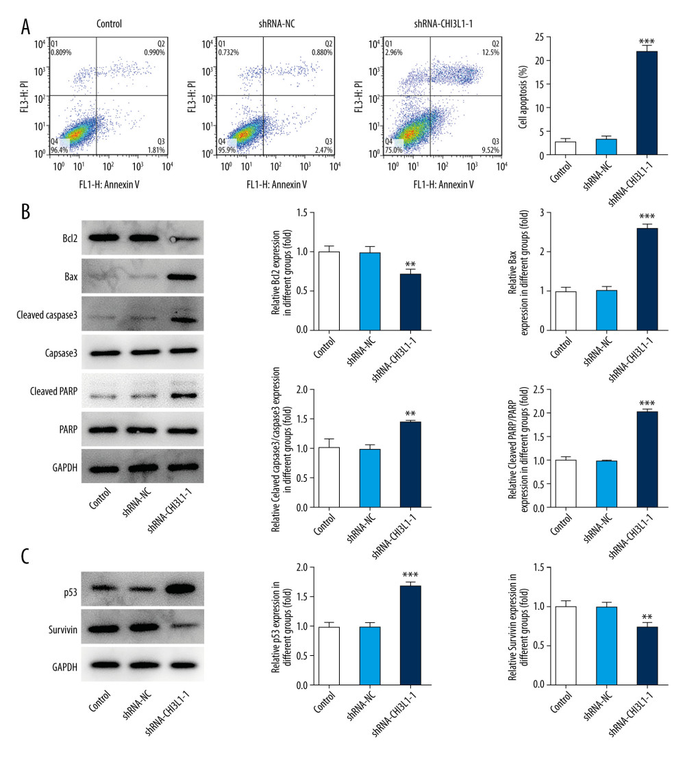 Knockdown of CHI3L1 promotes cell apoptosis and cell survival-related proteins. (A) The effects of ShRNA- CHI3L1-1 on SU-DHL-4 cells apoptosis were measured by flow cytometry. (B) Western blot analysis of bax, cleaved caspase3, and cleaved PARP expression in SU-DHL-4. (C) Western blot analysis of p53 and survivin expression in SU-DHL-4. Data are presented as mean±SD. Results shown here are the representative of 3 independent experiments. ** p<0.01, *** p<0.005 vs Control.