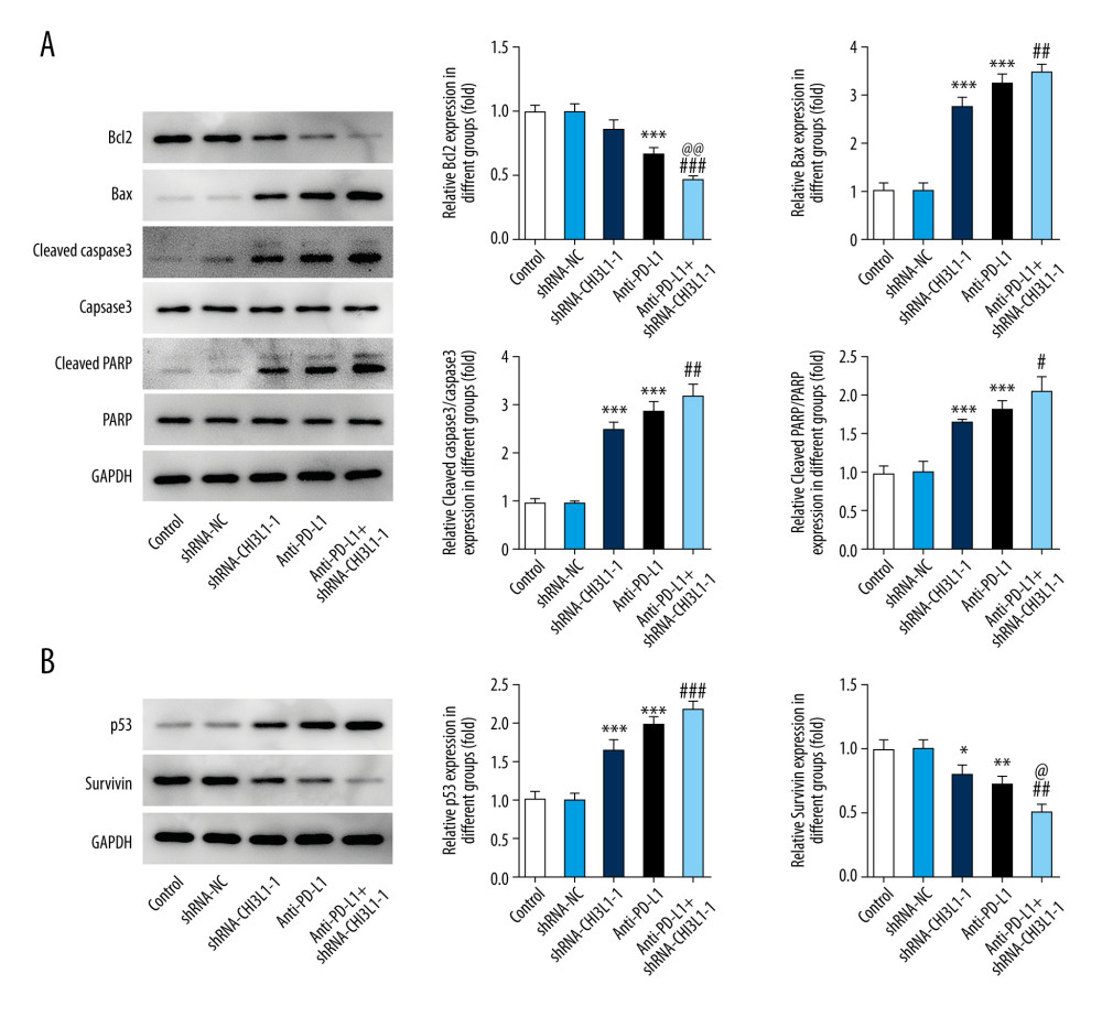 knockdown of CHI3L1 promotes the effect of anti-PD-L1 antibody and cell proliferation and cell cycle arrest in vivo. (A) Western blot analysis of bax, cleaved caspase3, and cleaved PARP expression in vivo. (B) Western blot analysis of p53 and survivin expression in vivo. Data are presented as mean±SD. Results shown here are representative of 3 independent experiments. * p<0.05, ** p<0.01, *** p<0.005 vs Control; # p<0.05, ## p<0.01, ### p<0.005 vs shRNA-CHI3L1-1; @ p<0.05, @@ p<0.01 vs Anti-PD-L1.