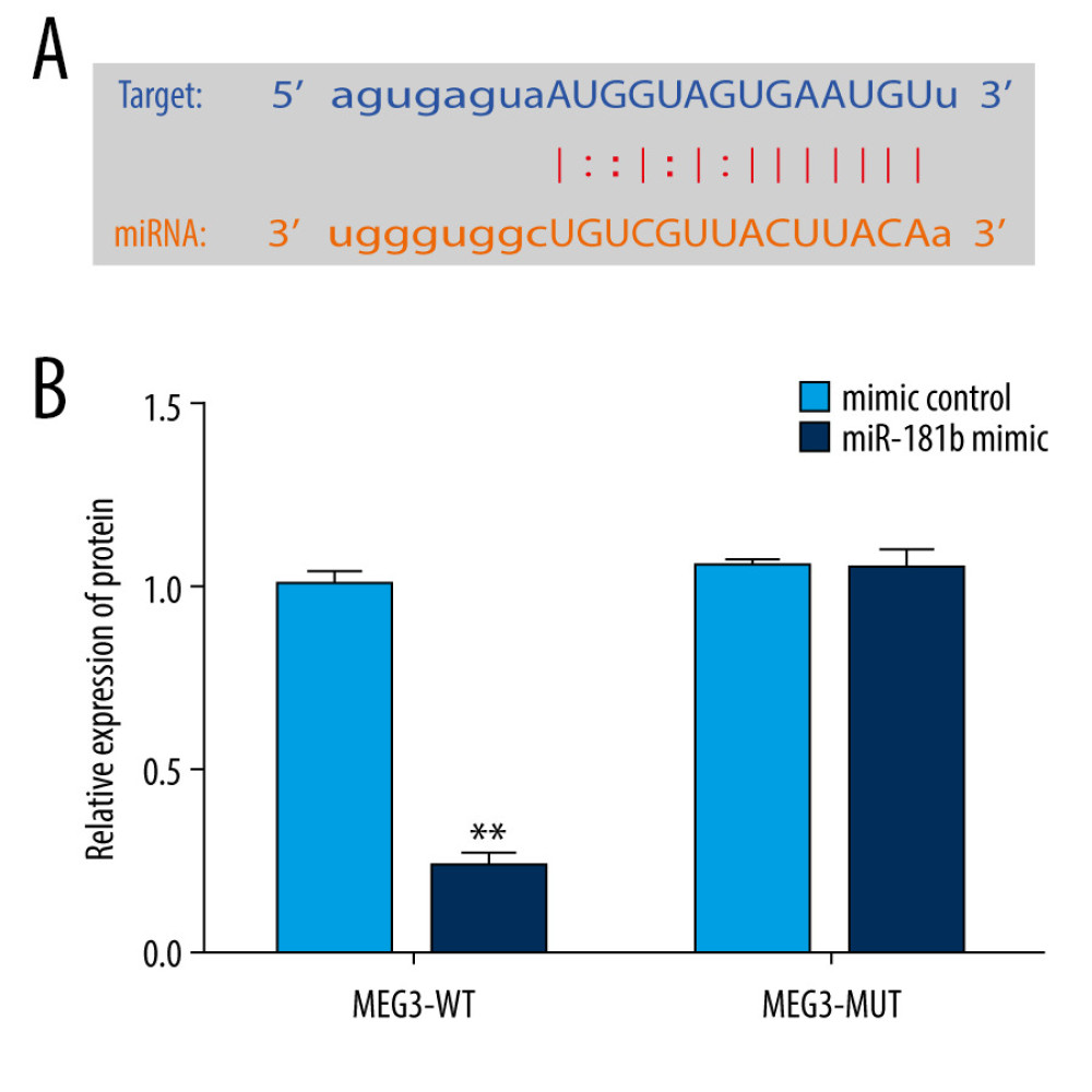 miR-181b directly interacted with lncRNA MEG3. (A) The relationship between lncRNA MEG3 and 3′UTR of miR-181b was predicted. (B) Dual-luciferase reporter activities of reporters containing wild-type or mutant MEG3 were analyzed. ** P<0.01 vs mimic control.