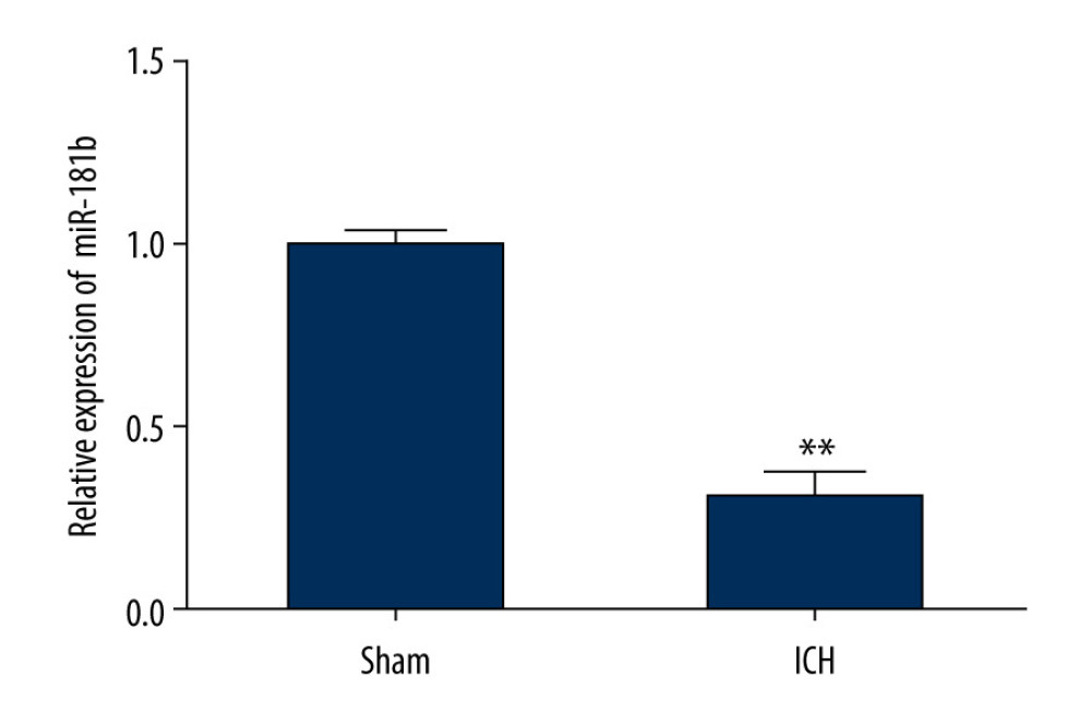 The level of miR-181b in brain tissues from sham and ICH rats. Three days after ICH induction, the expression of miR-181b in brain tissues of sham and ICH rats was measured by qRT-qPCR. ** P<0.01 vs sham.