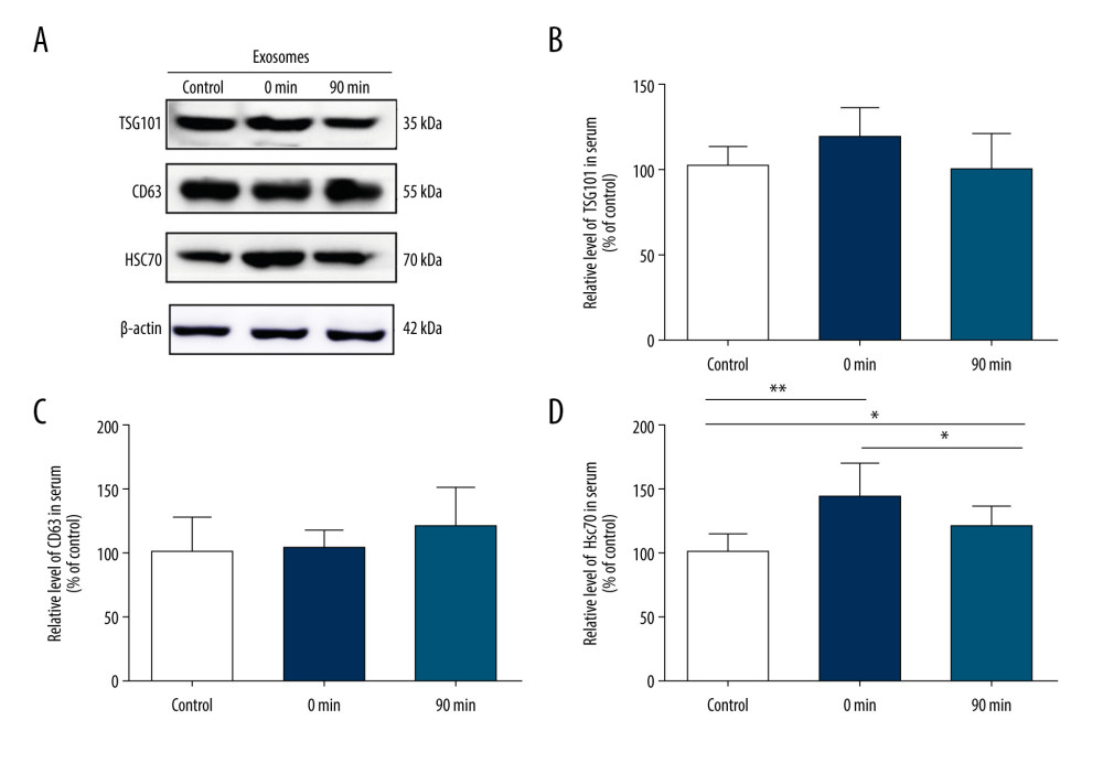 Short-term high-intensity exercise increased the levels of EV biomarkers in the mouse serum. (A) Western blot shows the indicated biomarkers in serum from mice sacrificed before exercise (control), immediately after exercise (0 min) and 90 min after exercise (90 min). (B) The serum level of TSG101 showed no significant increase (P>0.05). (C) The serum level of CD63 showed no apparent changes (P>0.05). (D) The HSC70 level was markedly higher after exercise than before exercise (p<0.01); n=8/group. Data are expressed as the mean±SD; * P<0.05, ** P<0.01 using one-way ANOVA with the Bonferroni post-test.